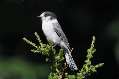 Gray Jay 1008-3j  Chinook Pass