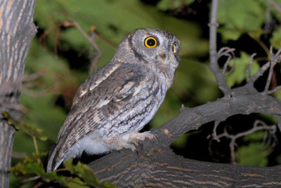 Western Screech Owl  1008-2j  Yakima