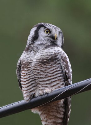 Northern Hawk Owl 1108-1j Cheney
