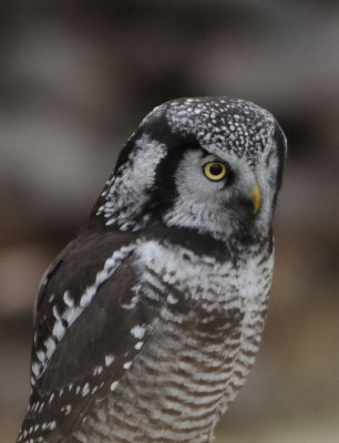 Northern Hawk Owl  1108-3j  Cheney