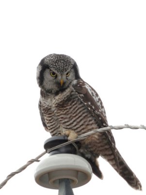 Northern Hawk Owl  1108-11j  Cheney