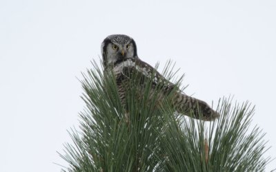 Northern Hawk Owl  1108-13j  Cheney