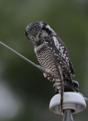 Northern Hawk Owl  1108-14j  Cheney