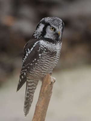 Northern Hawk Owl  1108-12j  Cheney