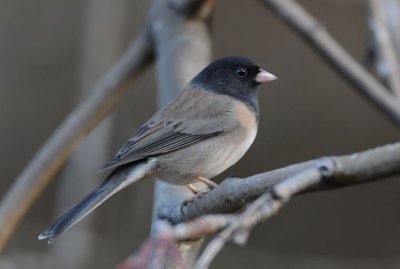 Dark-eyed Junco 1108-2j Yard