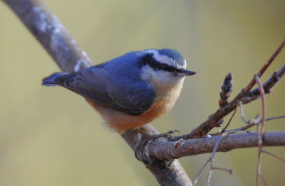 Red Breasted Nuthatch 1108-1j  Yard
