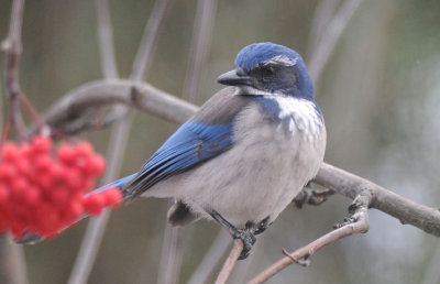 Western Scrub Jay  1208-4j  Yard