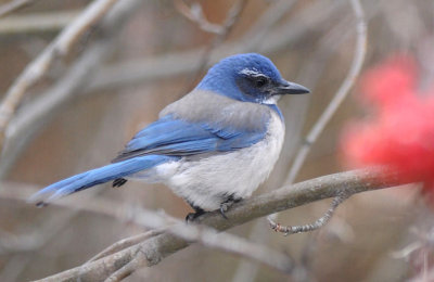 Western Scrub Jay 1208-6j Yard