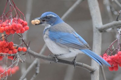 Western Scrub Jay  1208-8j  Yard