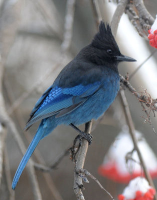 Steller's Jay 1208-6j  Yard