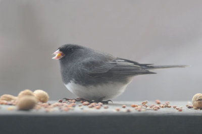 Slate-colored Junco 1208-3j Yard