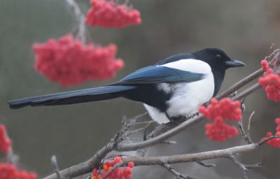 Black-billed Magpie  1208-1j  Yard