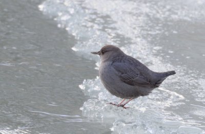 Dipper 1208-2j  Tieton River
