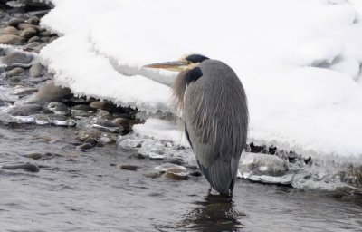 Blue Heron 1208-1j  Naches River