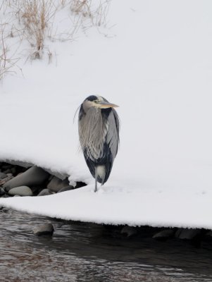 Blue Heron 1208-7j  Naches River