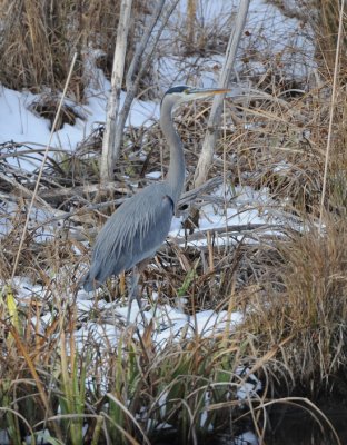 Blue Heron 1208-8j  Naches River