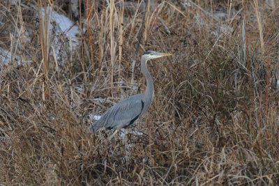 Blue Heron 1208-9j  Naches River