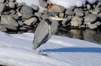 Blue Heron 1208-10j  Naches River