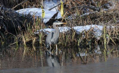 Blue Heron 1208-12j  Naches River