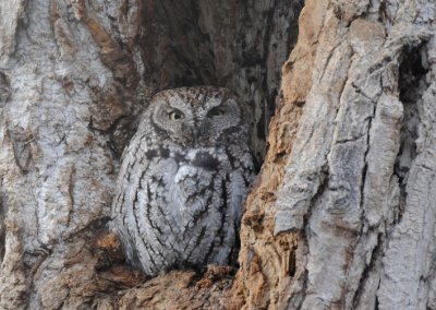 Western Screech Owl 0109-9j Arboretum