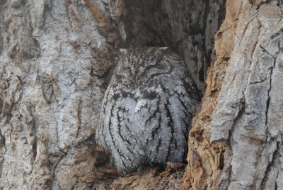 Western Screech Owl  0109-11j  Arboretum