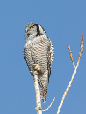 Northern Hawk Owl  0209-1j  Mansfield, WA