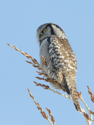 Northern Hawk Owl  0209-7j  Mansfield, WA