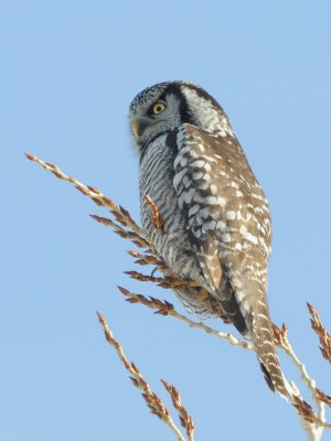 Northern Hawk Owl 0209-7j Mansfield, WA