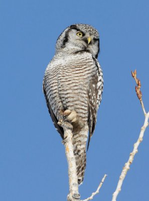 Northern Hawk Owl  0209-8j  Mansfield, WA