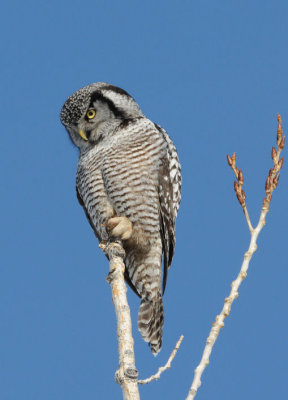 Northern Hawk Owl  0209-2j  Mansfield, WA