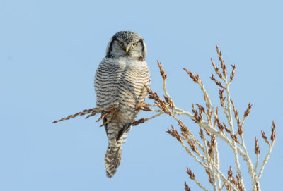 Northern Hawk Owl  0209-4j  Mansfield, WA