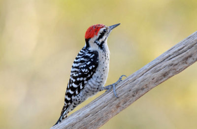 Ladder Backed Woodpecker 0208-1j Papago Park, AZ