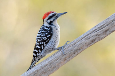 Ladder Backed Woodpecker 0208-2j Papago Park, AZ