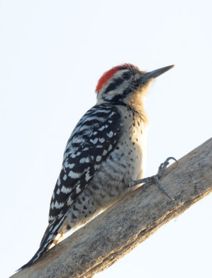 Ladder Backed Woodpecker 0208-3j Papago Park, AZ