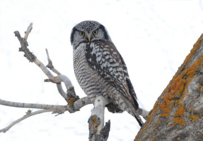 Northern Hawk Owl  0209-9j  Mansfield, WA