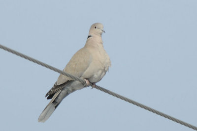 Eurasian Collared Dove  0209-1j Mansfield, WA