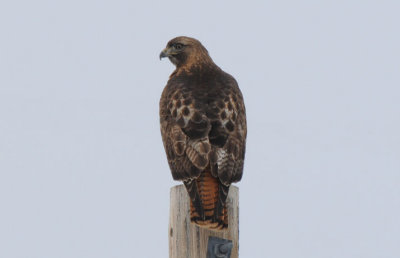 Red-tailed Hawk 0209-2j  Mansfield, WA