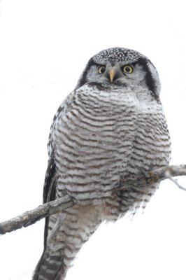 Northern Hawk Owl  0209-13j  Mansfield, WA