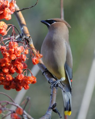 Cedar Waxwing 0309-4j  Yard