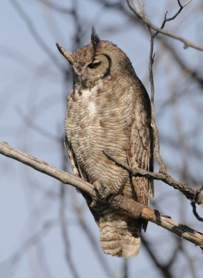 Great Horned Owl  0509-5j  Hardy Canyon