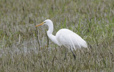 Great Egret  0509-1j  Toppenish NWR