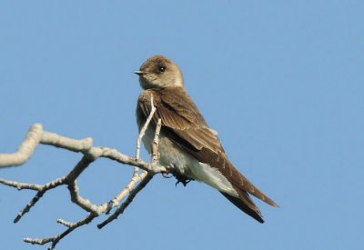 Rough Winged Swallow 0509-1j  Hardy Canyon