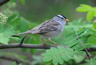 White Crowned Sparrow 0509-2j  Yard