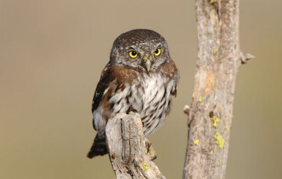 Northern Pygmy Owl  0909-11j  La Pine, OR