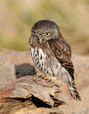 Northern Pygmy Owl  0909-5j  La Pine. OR
