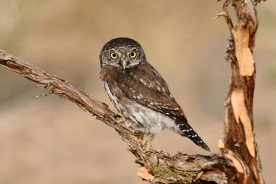 Northern Pygmy Owl  0909-6j  La Pine, OR