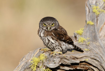 Northern Pygmy Owl  0909-9j  La Pine, OR