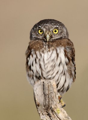Northern Pygmy Owl  0909-3j  La Pine. OR
