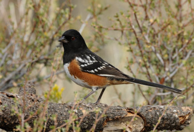 Spotted Towhee 0909-2j  La Pine, OR