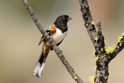 Spotted Towhee 0909-5j  La Pine, OR